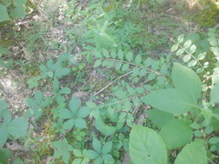 Forestiera ligustrina