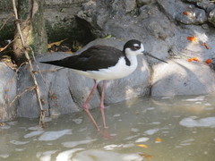 Himantopus mexicanus