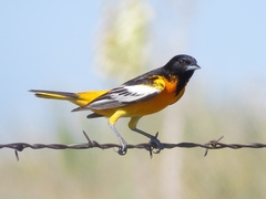 Icterus bullockii × galbula