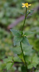 Ranunculus cantoniensis