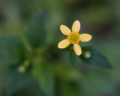 Ranunculus cantoniensis