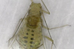 Aphidina