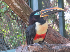 Pteroglossus castanotis