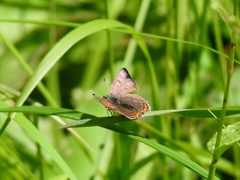 Lycaena helle