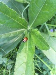 Chrysolina polita