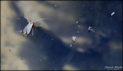 Chironomus dorsalis