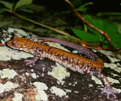 Plethodon petraeus