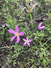 Sabatia stellaris