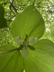 Trillium cernuum