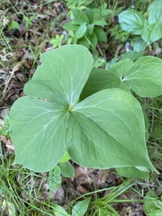 Trillium cernuum