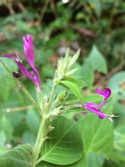 Dicliptera brachiata