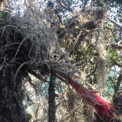 Tillandsia erubescens