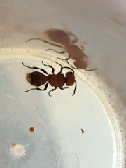 Pseudomethoca vanduzei