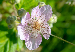 Rubus armeniacus