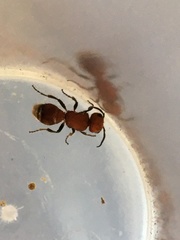 Pseudomethoca vanduzei