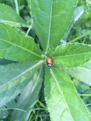 Chrysolina polita