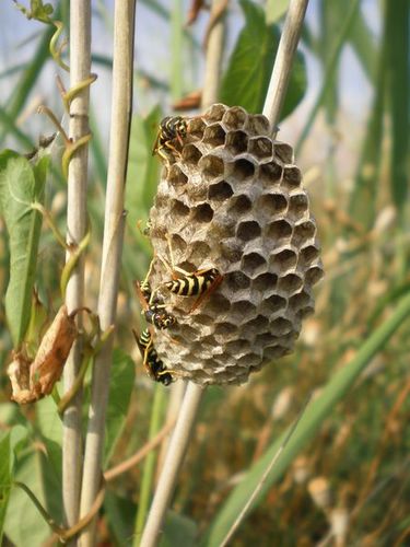 Polistes bischoffi