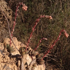 Echeveria amoena