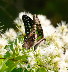 Graphium agamemnon agamemnon