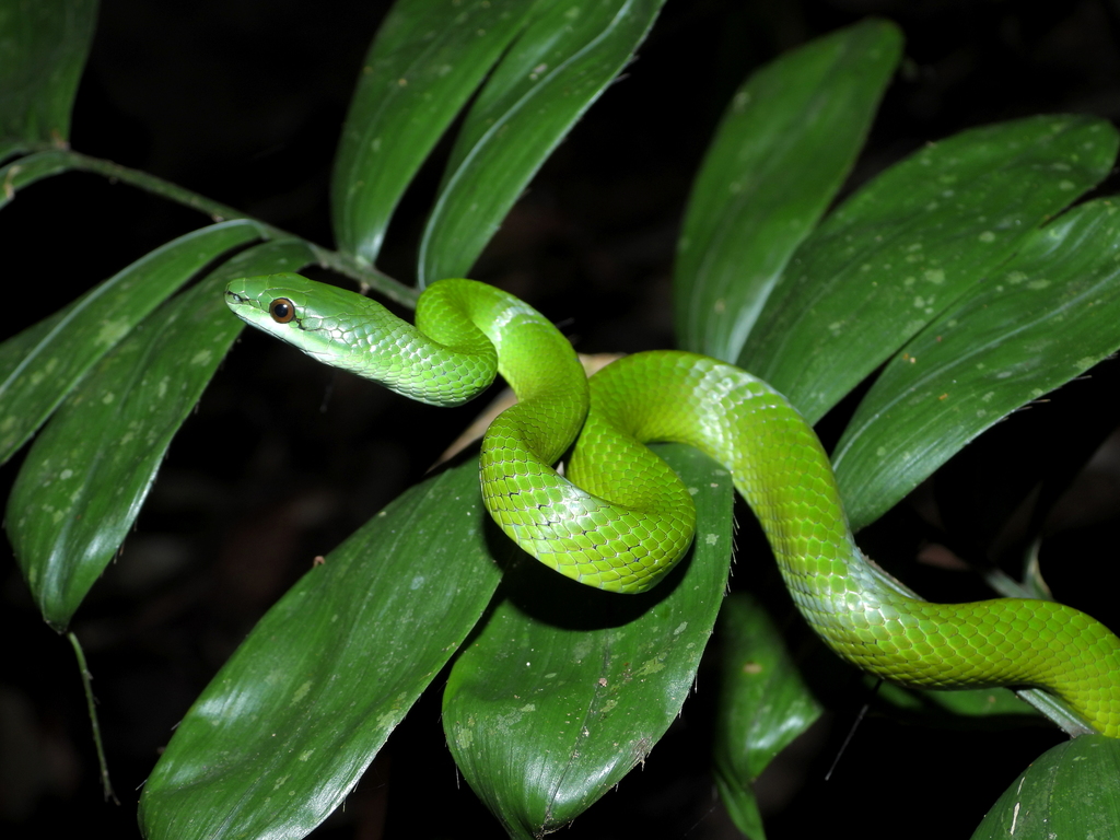 Common Green Racer