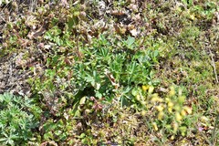 Lupinus hispanicus