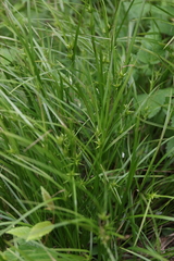 Carex intumescens