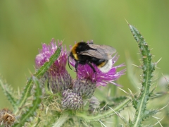 Bombus vestalis