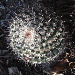 Mammillaria haageana