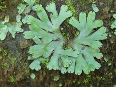 Marchantia emarginata