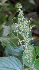 Acalypha paniculata