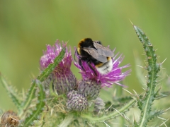 Bombus vestalis
