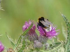 Bombus vestalis
