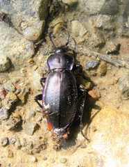 Carabus scheidleri