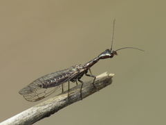 Harraphidia laufferi