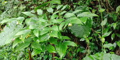 Disporum kawakamii