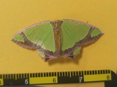 Agathia laetata
