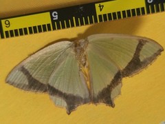Agathia laetata