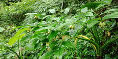 Disporum kawakamii