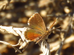 Brephidium metophis