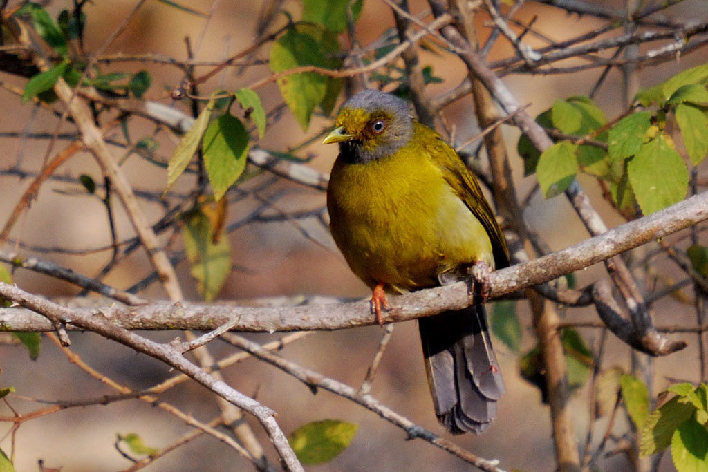 Gray-headed Bulbul photo