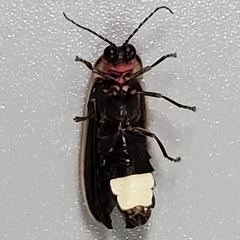 Photinus carolinus