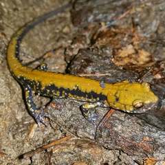 Plethodon petraeus