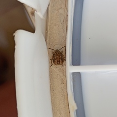 Agonoscelis puberula