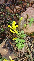 Corydalis aurea aurea