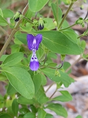 Trichostema dichotomum image