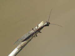 Harraphidia laufferi