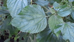 Acalypha paniculata