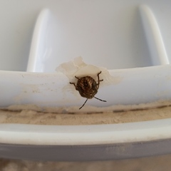 Agonoscelis puberula