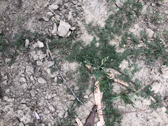 Glandularia aristigera