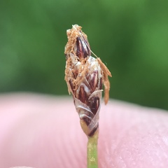 Eleocharis tenuis